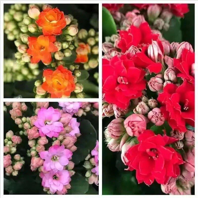[Kalanchoe Double Petal] Four-Season Blooms Potted Plant for Indoor Balcony with Buds