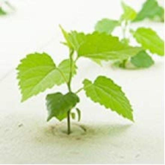 Чай из шелковицы SARAKUWA, приготовленный из шелковицы, выращенной гидропонным методом в префектуре Нагано. «Mulberry Kanro» — без пестицидов (60 пакетиков)