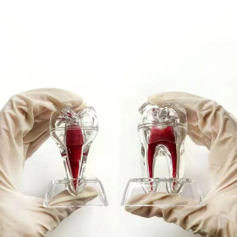 With Base Dental Anatomical Structure Tooth Disintegration Ornaments Practice Studying Tool