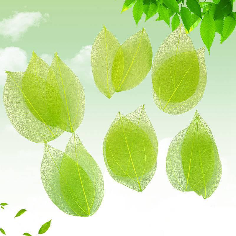 Тиснение 30 шт. Сухоцветы Чехол для телефона DIY Орнамент Аксессуары Ручная работа Материал Натуральный Алмаз Вены Изготовление Тиснение