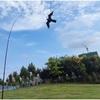 3D Realistic Bird Scarer Kite Frightening Bird Repellent Eagle Kite Black Hawk Bird Kite  Farm