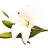 1 Pc 3 Heads Sweet Artificial Flower Fake Lily Floral Home Wedding Party Decor