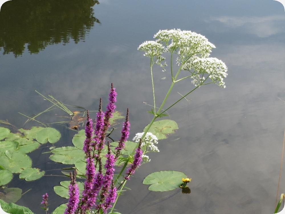 SAFLAX Garden in the Bag - Валериана обыкновенная - 200 семян - С субстратом в подходящем стоячем пакете - Valeriana officinalis