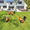 Акриловый декор в виде петуха, куриный двор, художественное украшение для сада, декор для улицы, сада, двора, 2 шт.