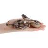 Wild Python Models Animals Models Python Model Toy Snake Toy Python Action Figure Simulation Python