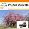 Garden in the Bag - Wild Black Cherry - 30 семян - С субстратом в подходящем пакете - Prunus serrulata