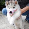 Safety Anti Bite Bark Chewing Adjustable Pet Product Mouth Grooming Mouth Muzzle Dog Muzzle