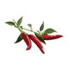 Red Herbs Balm with Red Chili Pepper and Mint 50g With Strong Heating Effect
