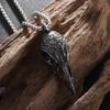 Retro Nordic Style Crow Skull Pendant Animal Bird Necklace for Men Personalized Jewelry Lucky Amulet Gift