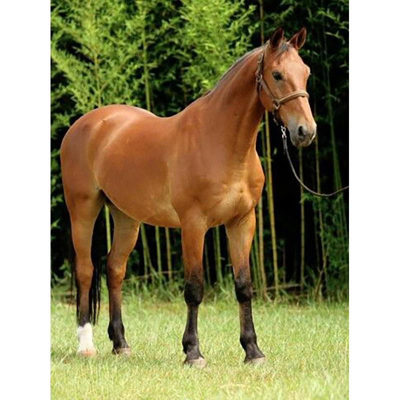 Лошадь DIY 5D алмазная живопись полная круглая дрель животное Алмазная вышивка крестиком мозаичные наборы Смола стены книги по искусству домашний декор