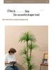 Dragon Blood Tree - Large Indoor Faux Plant for Living Room Decor