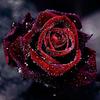 5D алмазная живопись набор красная роза полная дрель стразы сделай сам вышивка крестом
