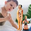 Detachable Structure Human Toy Set Childrens Cognitive Organ Doll Anatomy
