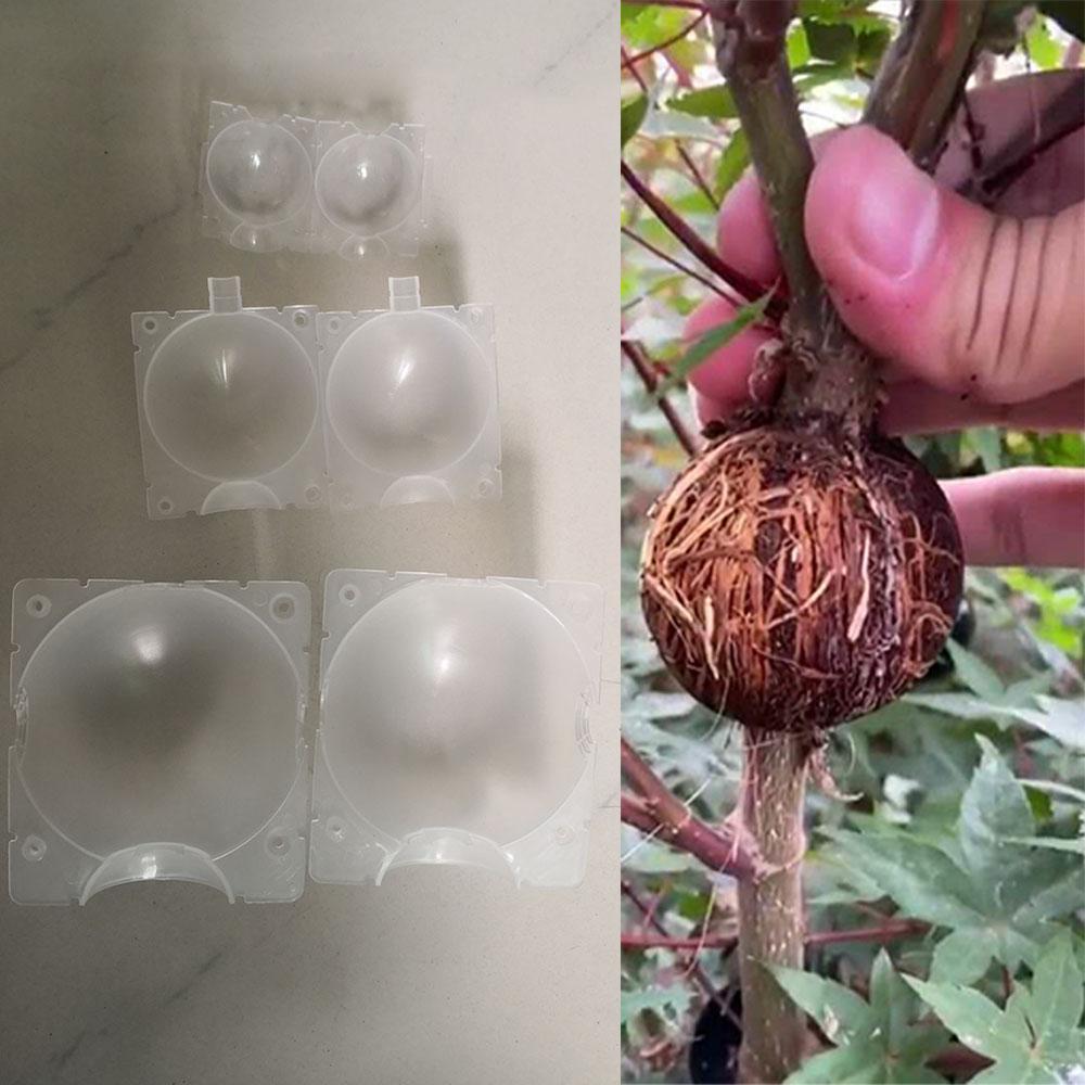 Fruit Tree Plant Rooting Ball Grafting Growing Box Breeding Case for Garden High-pressure Propagation  Sapling