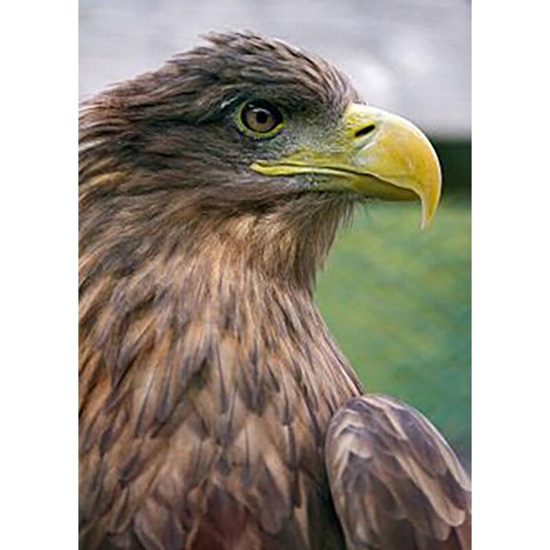 5D DIY Алмазная картина Белоголовый орлан Алмазная вышивка животных вышивка крестиком полная круглая дрель ремесла ручной домашний декор подарок