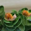 Micro Landscape Simulation Small Snail Garden Decoration Snail Ornament Snail Model Resin Craft Miniature Figurine Home Decor