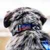 WOLFGANG FuzzyTails Wide X Neck Circumference Large Collar, Large, 2.5cm 45-66cm [For Dogs]