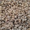 Gaegap Ginseng Seeds, Camphor Ginseng Seeds, Wild Ginseng, Wild Ginseng Seedlings, 100g