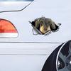 3D Wire Haired Dachshund Car Sticker, Fun Waterproof Sticker for Cars, Trucks, Motorcycles, Walls, Windows, PVC Material