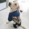 Dog Clothes Autumn and Winter Medium-sized Large Dog Golden Retriever Edge Shepherd Samoyed Winter Cotton Clothes Winter Warm Four-legged Clothes