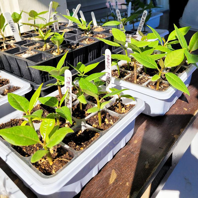 12Holes Portable Seedling Box Plastic Seed Germination Transparent Flowerpot Home Indoor Gardening Plant Cultivation Accessories