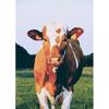 DIY Корова 5D алмазная живопись полная круглая дрель животное Алмазная вышивка крестиком мозаика наборы настенное искусство домашний декор
