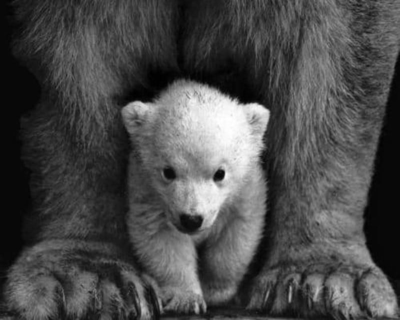 5d алмазная живопись, полная дрель, квадратный кот, олень, животное, Алмазная вышивка, цветок, дерево, пейзаж, вышивка крестом, стразы, мозаика, настенное искусство