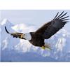 Полный 5D Diy Алмазная картина Бесплатная Орел Мозаика Вышивка Крестом Домашний Декор Ручной Подарок
