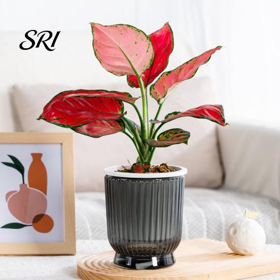 Breathable Plant Pot Self Watering Plastic Flower with Water Reservoir Easy Care Indoor Planter Wick Ropes Modern for Home Office Desktop Low