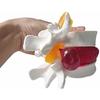 BoNew-Oral 1:1.5 Anatomical Human Lumbar Vertebrae Degenerative Lumbar Human Spine Model White Color