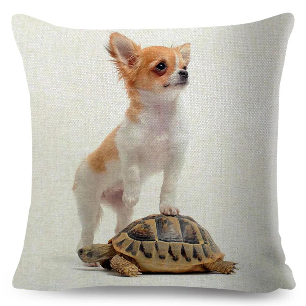 Милая маленькая собачка чихуахуа наволочка декор прекрасный питомец животное наволочка полиэстер наволочка для дивана дома машины 45х45см