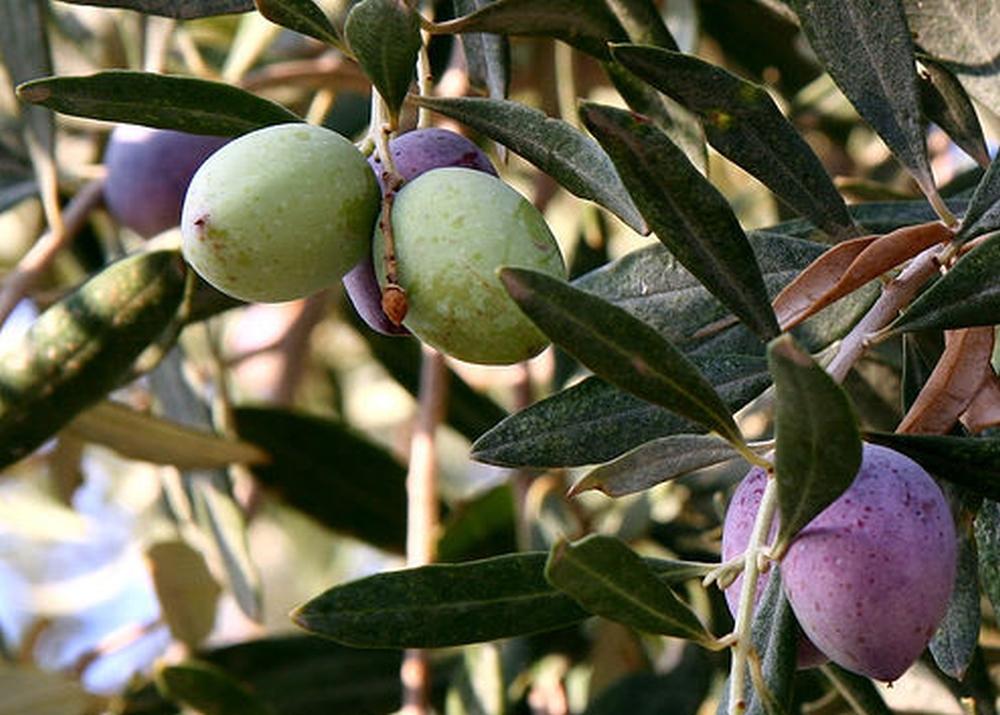 SAFLAX Олива обыкновенная - 20 семян - Olea europea