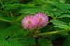 SAFLAX Sensitive Plant - 70 семян - С горшечным субстратом для лучшего выращивания - Mimosa pudica
