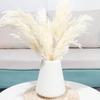 5/10/20Pcs White Reed Pampas Grass Wheat Ears Rabbit Tail Grass Natural Dried Flowers Bouquet Wedding Decoration Hay for Party Bohemian Home