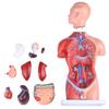 Human Body Model Model Real Type Anatomical Model Human Anatomy Chart Internal Organs Specimen Removable Parts Teaching Material School Hospital