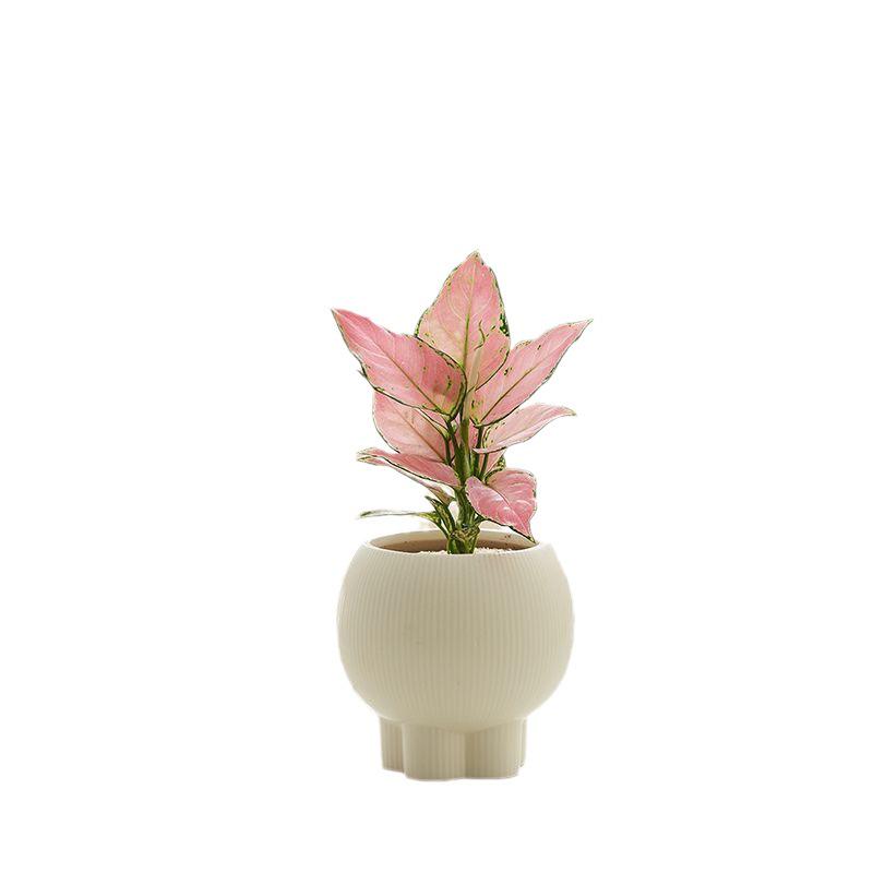 Retro High-Leg Ceramic Flower Pot for Phalaenopsis, Green Radish, and Spider Plant in Cream Style
