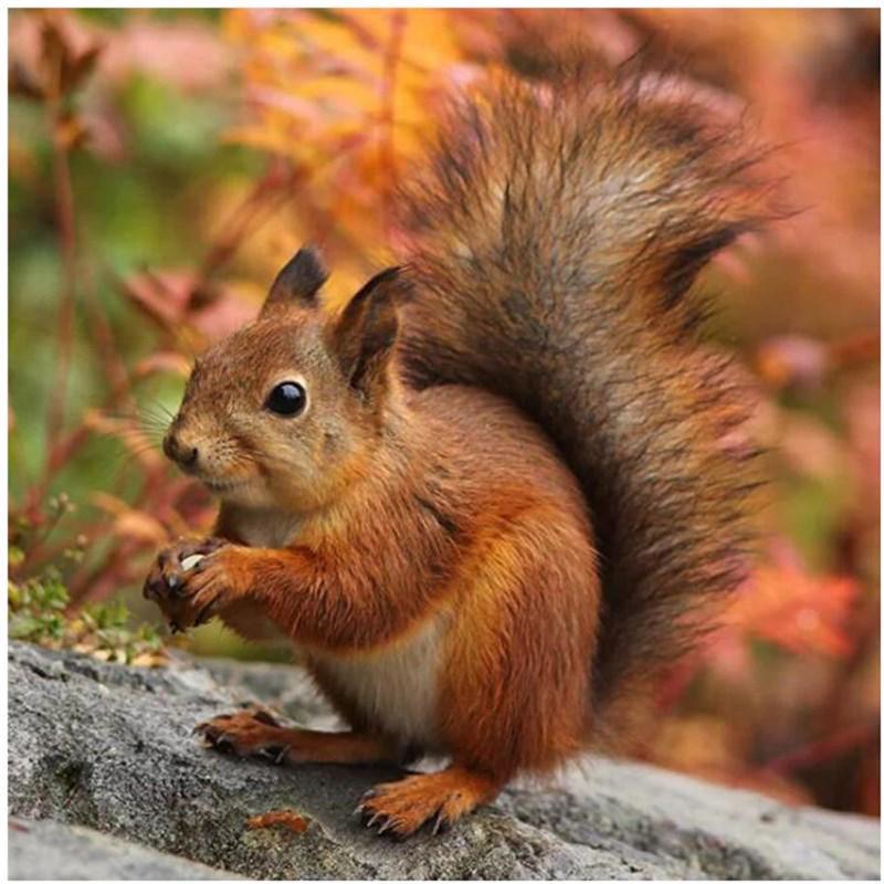 Diy Painting 5d Full Diamond Cute Squirrel Diamond Embroidery Cross Stitch Home Decor Handmade Gifts