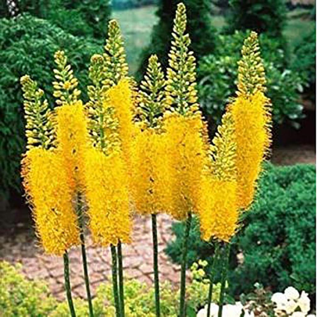 Садовые 100 шт. семена эремуруса лисохвост лилии луковицы выносливые многолетние декоративные растения