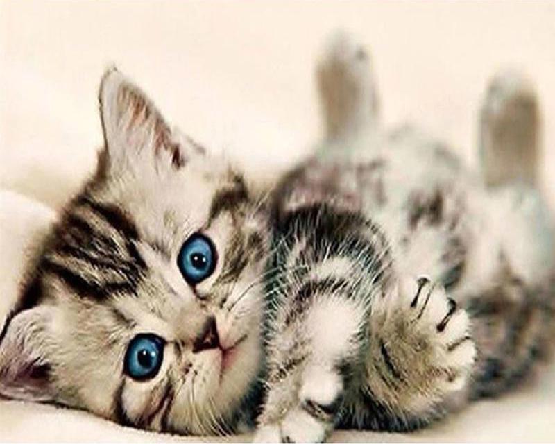 Набор для алмазной живописи Пейзаж Звезда Лев Лиса 5D DIY Алмазная вышивка животных Кролик Вышивка крестиком Фотографии Стразы Мозаика Настенное искусство