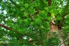 SAFLAX Dawn Redwood - 60 семян - Metasequoia glyptostroboides