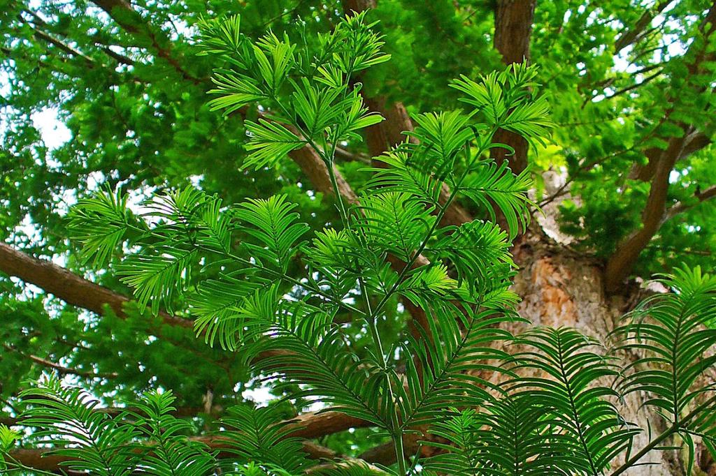 SAFLAX Dawn Redwood - 60 семян - Metasequoia glyptostroboides