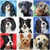 Diamond Embroidery Sale 5D DIY Diamond Painting Dog Animal Rhinestone Picture