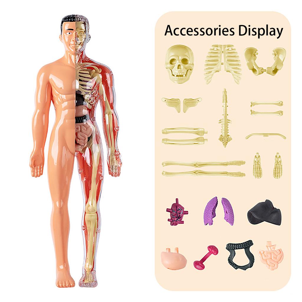 Human Body Model, Children'S Toy, Stem, Cognitive Science And Education, Puzzle Organ Assembly, Skeleton Toy