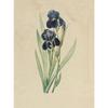 Retro Simple Plant Aesthetics Poster Antique Plants Flower Prints Canvas Painting Wall Art Pictures Bedroom Home ation