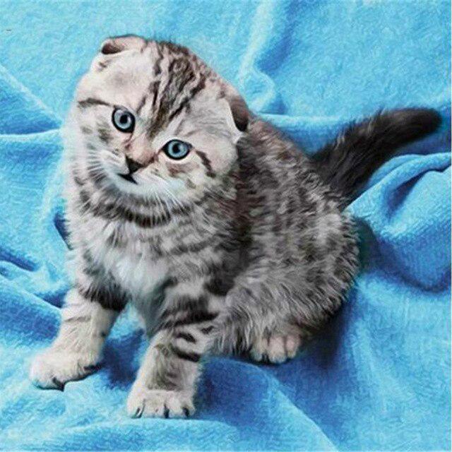 5D Алмазная картина Кошка Изгородь Листья Фрукты Животное Мозаика Круглая Полная Алмазная Вышивка Крестом