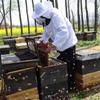 27 см Нержавеющая сталь Сотовый скребок Сельскохозяйственный J-образный Нож-хвостик Сотовый скребок Портативный Инструмент для пчеловодства