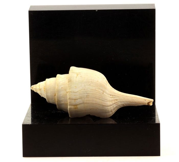 Pierres et Minéraux. Clavilithes parisiensis. 167.50 ct. Damery, Marne, France.