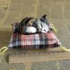 Simulation Cat Doll Plush Toy Mini Realistic Sleeping Kittens On Mat Figurine Stuffed Animal Toy with Cushion for Home Office Room Desktop Decor