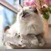 Стильный прозрачный пластиковый контейнер для хранения кошачьей шерсти Уникальные домашние украшения для демонстрации Контейнер-органайзер для сбора шерсти домашних животных Украшение
