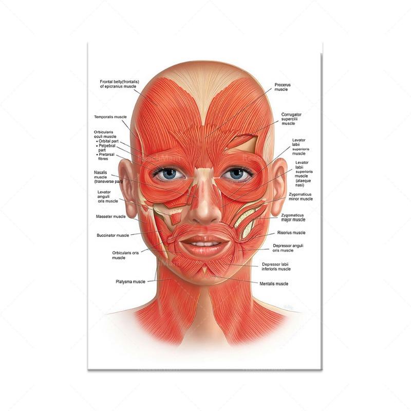 Новый Строение тела Скелет Настенное искусство Анатомия нервной системы Холст Картина Образовательный плакат Медицинский Декорация Живопись